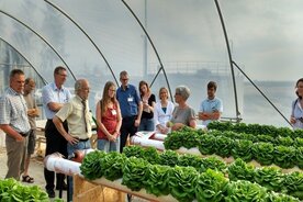 Gruppe von Menschen blickt auf Salatflanzen